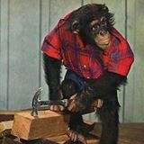 Chimpansee klusser met hamer in de werkplaats.
